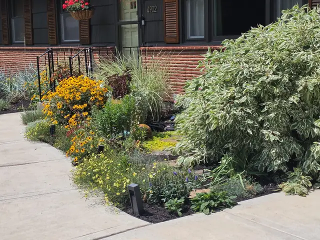 Perennial bed in full bloom with black-eyed Susans and ornamental grasses beside a brick home.