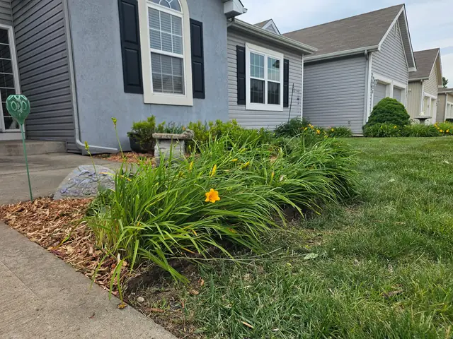 Daylily bed in bloom running along the front of a home.