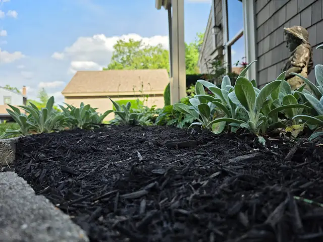 Freshly mulched bed with lamb's ear plantings behind a stone border.