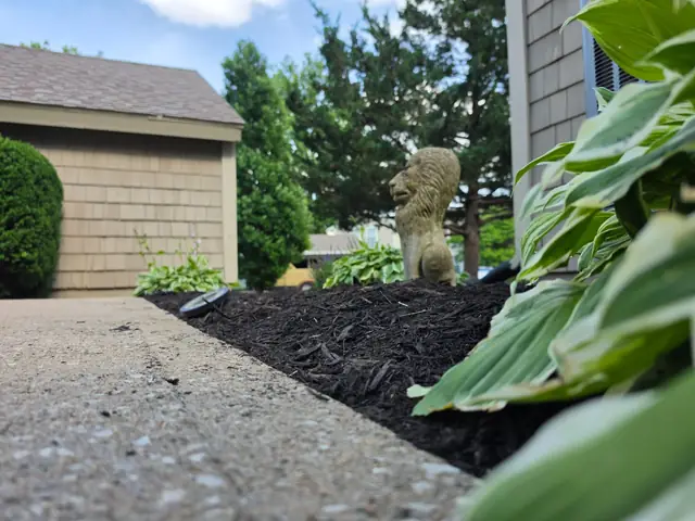Fresh dark mulch bed with hostas beside a walkway.